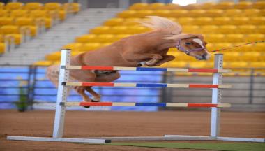 2024 Independent Miniature Horse Registry Grand National Show thumbnail