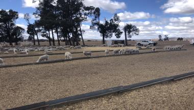 Local Land Services Confinement Feeding and Livestock Tech thumbnail