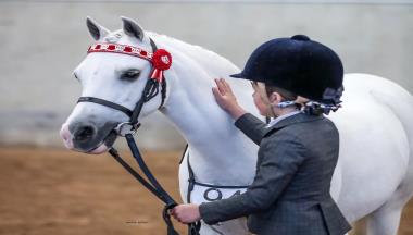 2025 Northern NSW RPG Welsh Pony and Cob Society Show thumbnail