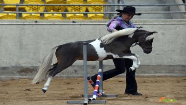 2025 Independent Miniature Horse Registry Grand National thumbnail