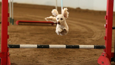 4_9852_06May2022142408_Dog_agility_380_x_215.png